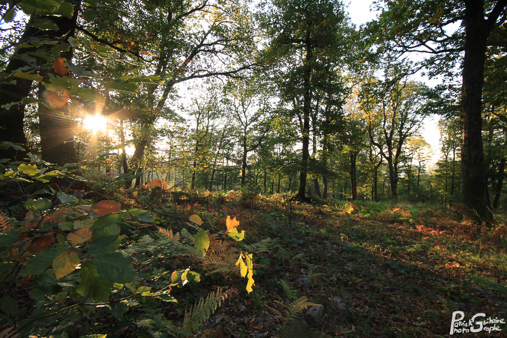 Forêt d'Ecouves